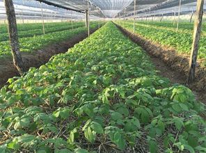東域參農(nóng)西洋參種植基地溯源 人參種植的傳承與創(chuàng)新
